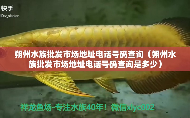 朔州水族批发市场地址电话号码查询（朔州水族批发市场地址电话号码查询是多少）