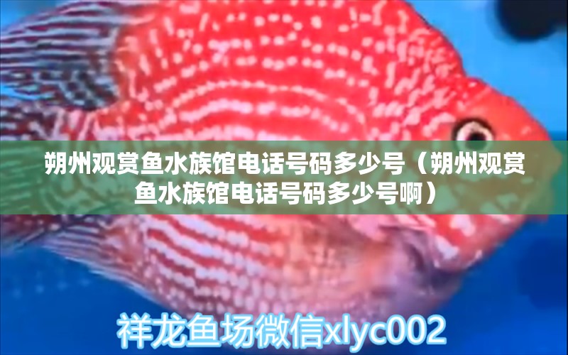 朔州观赏鱼水族馆电话号码多少号（朔州观赏鱼水族馆电话号码多少号啊）