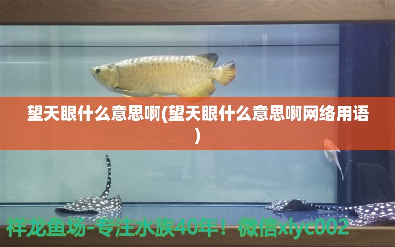 望天眼什么意思啊(望天眼什么意思啊网络用语)