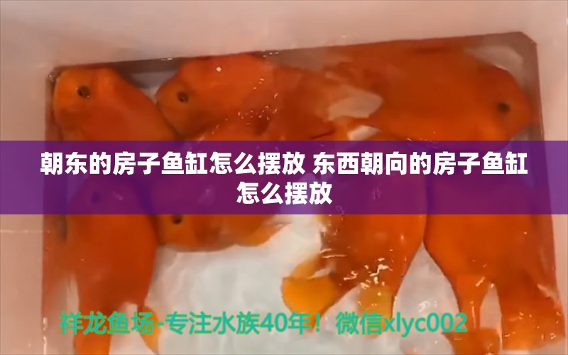 朝东的房子鱼缸怎么摆放 东西朝向的房子鱼缸怎么摆放 梦幻雷龙鱼 第1张