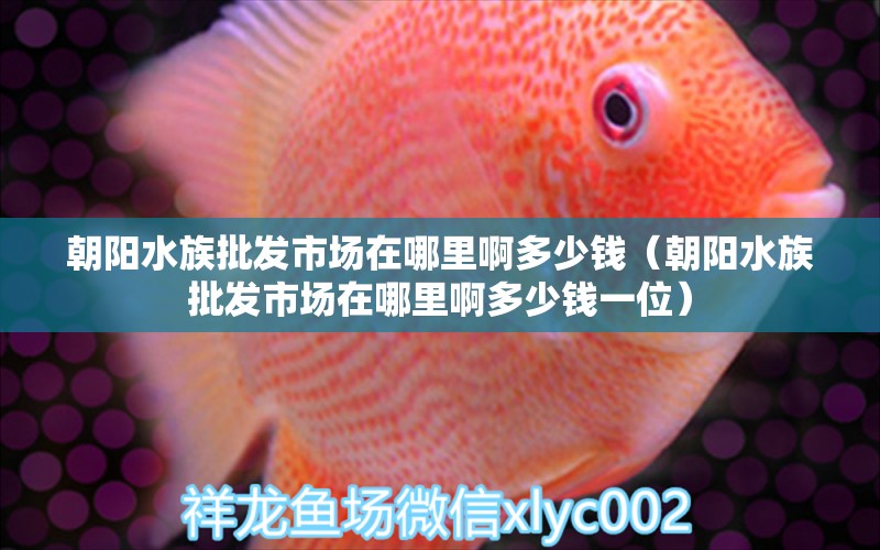 朝阳水族批发市场在哪里啊多少钱（朝阳水族批发市场在哪里啊多少钱一位）