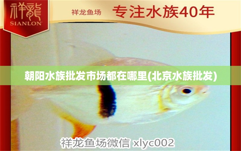 朝阳水族批发市场都在哪里(北京水族批发) 观赏鱼水族批发市场