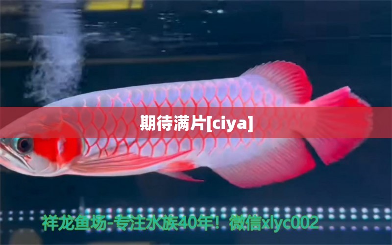 期待满片[ciya] 观赏鱼论坛 第2张