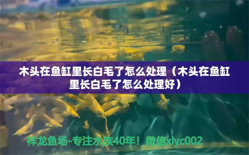 木头在鱼缸里长白毛了怎么处理（木头在鱼缸里长白毛了怎么处理好） 其他品牌鱼缸