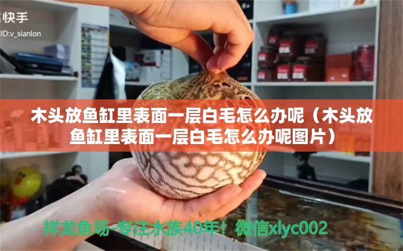 木头放鱼缸里表面一层白毛怎么办呢（木头放鱼缸里表面一层白毛怎么办呢图片）