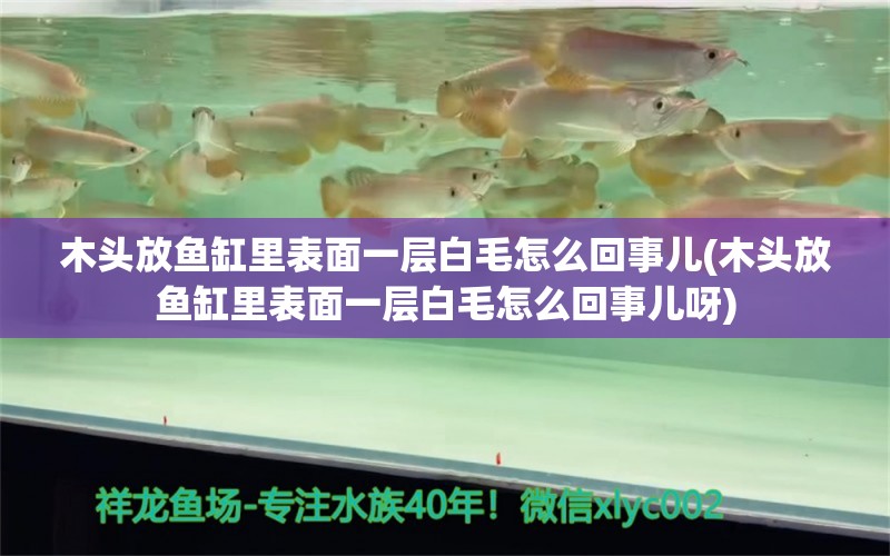 木头放鱼缸里表面一层白毛怎么回事儿(木头放鱼缸里表面一层白毛怎么回事儿呀)