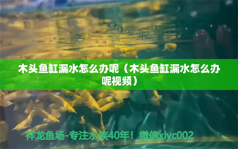 木头鱼缸漏水怎么办呢（木头鱼缸漏水怎么办呢视频） 其他品牌鱼缸