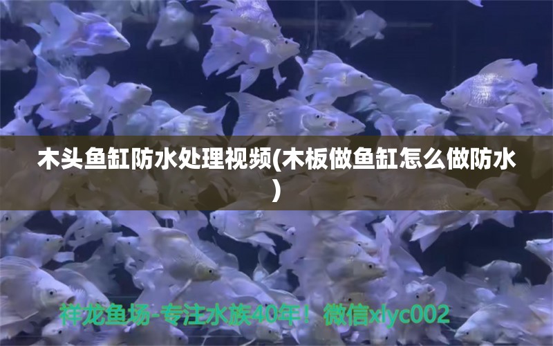 木头鱼缸防水处理视频(木板做鱼缸怎么做防水) 斑马鸭嘴鱼