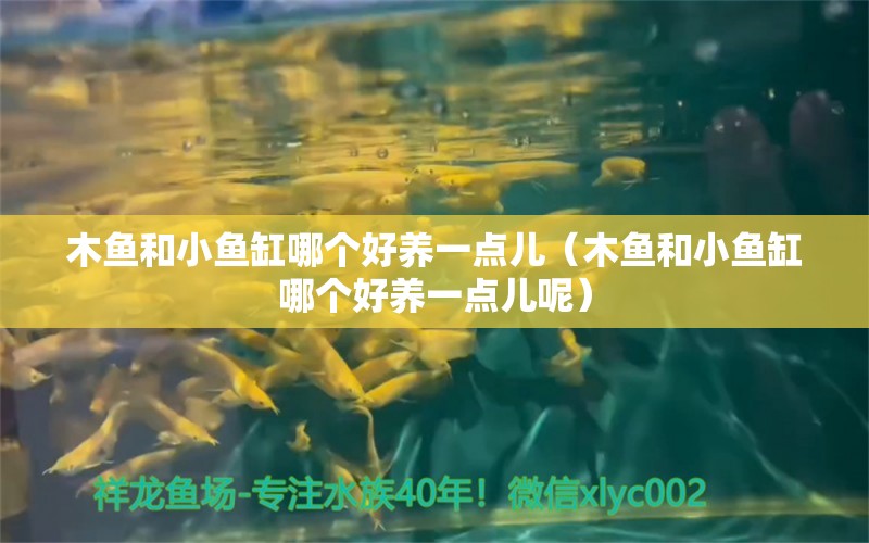 木鱼和小鱼缸哪个好养一点儿（木鱼和小鱼缸哪个好养一点儿呢） 其他品牌鱼缸