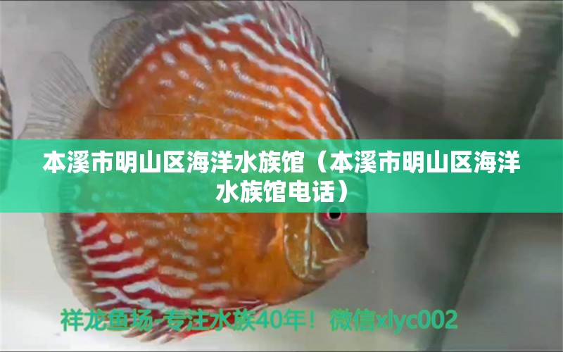 本溪市明山区海洋水族馆（本溪市明山区海洋水族馆电话） 全国水族馆企业名录