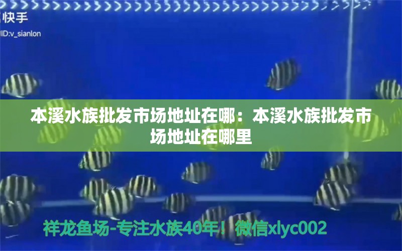 本溪水族批发市场地址在哪：本溪水族批发市场地址在哪里 观赏鱼水族批发市场