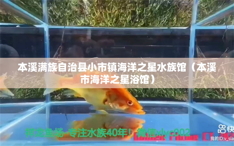 本溪满族自治县小市镇海洋之星水族馆（本溪市海洋之星浴馆） 全国水族馆企业名录