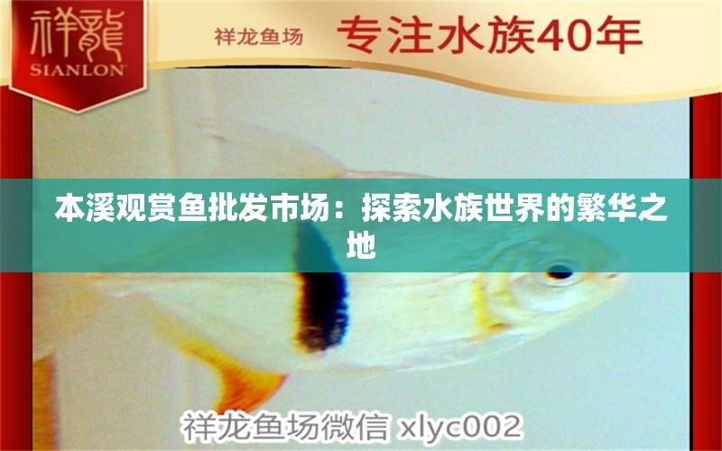 本溪观赏鱼批发市场：探索水族世界的繁华之地