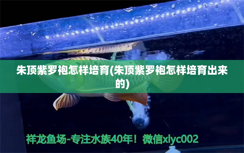 朱顶紫罗袍怎样培育(朱顶紫罗袍怎样培育出来的) 观赏鱼 第2张