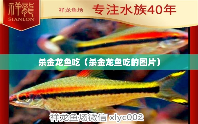 杀金龙鱼吃（杀金龙鱼吃的图片） 祥龙水族医院