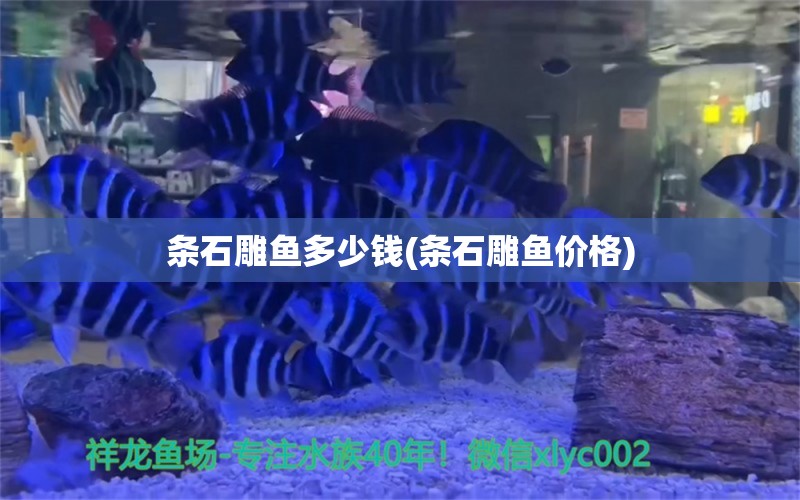 条石雕鱼多少钱(条石雕鱼价格) 青龙鱼