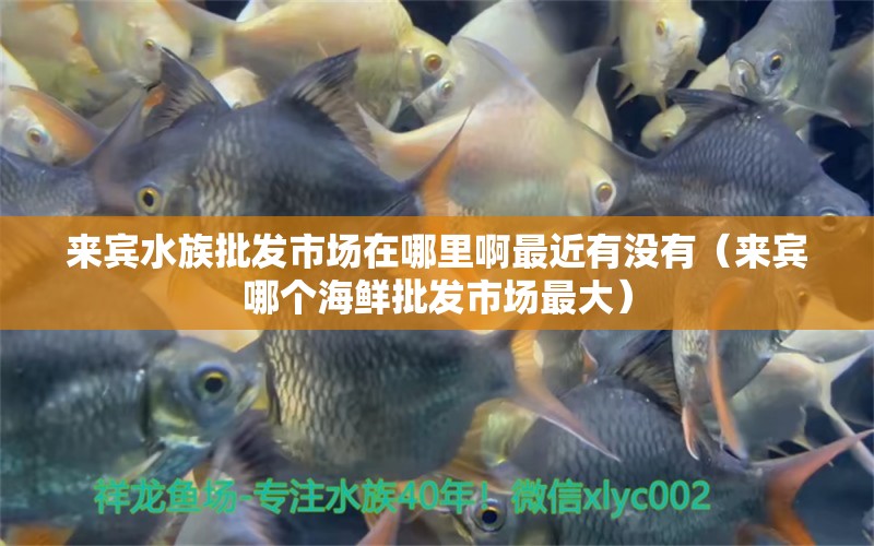 来宾水族批发市场在哪里啊最近有没有（来宾哪个海鲜批发市场最大）