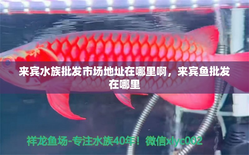 来宾水族批发市场地址在哪里啊，来宾鱼批发在哪里