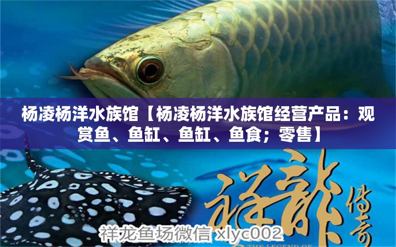 杨凌杨洋水族馆【杨凌杨洋水族馆经营产品：观赏鱼、鱼缸、鱼缸、鱼食；零售】