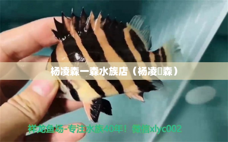 杨凌森一森水族店（杨凌垚森）