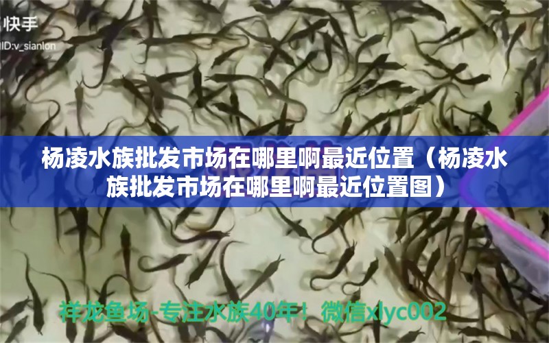 杨凌水族批发市场在哪里啊最近位置（杨凌水族批发市场在哪里啊最近位置图） 观赏鱼水族批发市场