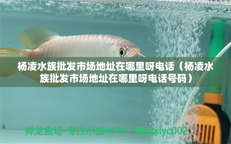 杨凌水族批发市场地址在哪里呀电话（杨凌水族批发市场地址在哪里呀电话号码）