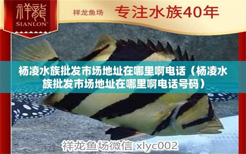 杨凌水族批发市场地址在哪里啊电话（杨凌水族批发市场地址在哪里啊电话号码）