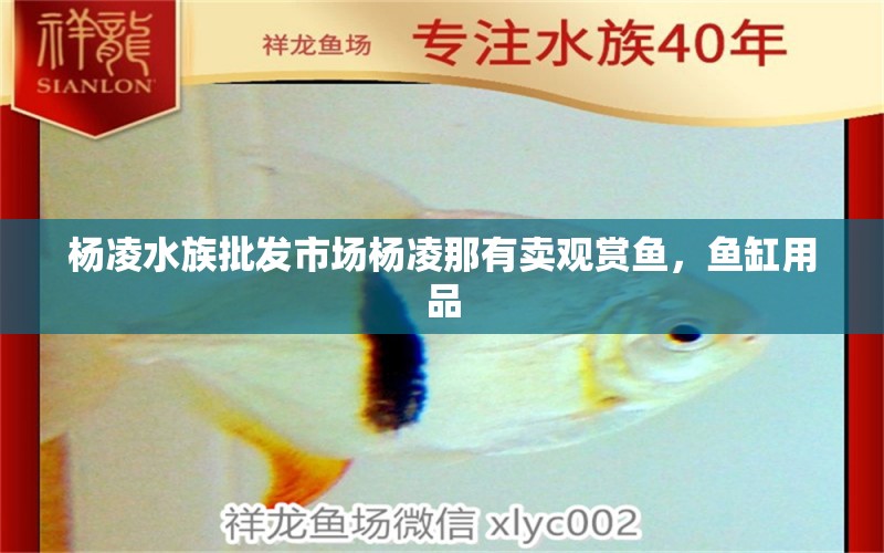 杨凌水族批发市场杨凌那有卖观赏鱼，鱼缸用品 观赏鱼水族批发市场 第1张