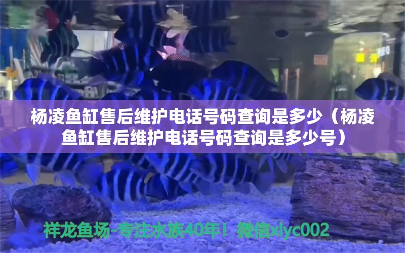 杨凌鱼缸售后维护电话号码查询是多少（杨凌鱼缸售后维护电话号码查询是多少号）