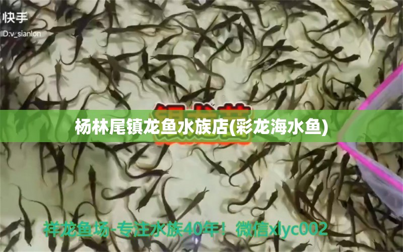 杨林尾镇龙鱼水族店(彩龙海水鱼) 海水鱼 第1张