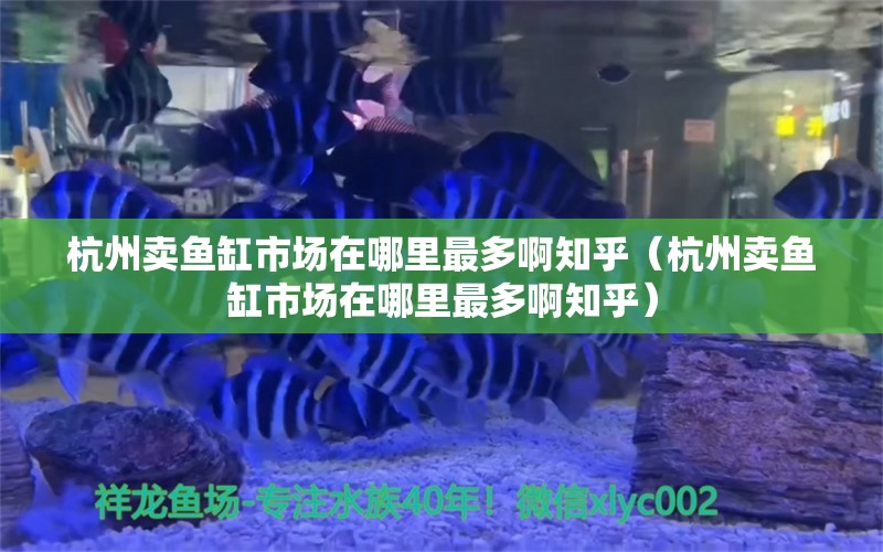 杭州卖鱼缸市场在哪里最多啊知乎（杭州卖鱼缸市场在哪里最多啊知乎）