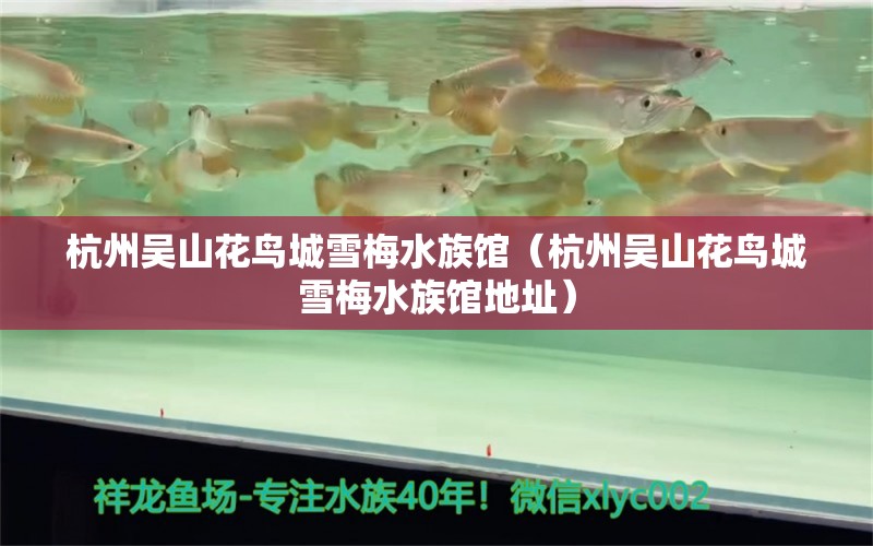 杭州吴山花鸟城雪梅水族馆（杭州吴山花鸟城雪梅水族馆地址） 全国水族馆企业名录