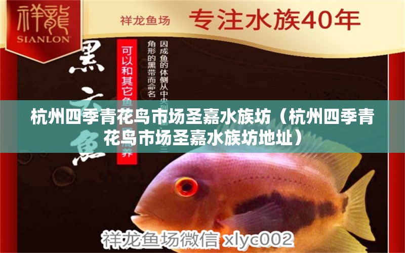 杭州四季青花鸟市场圣嘉水族坊（杭州四季青花鸟市场圣嘉水族坊地址）