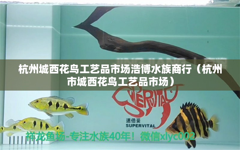 杭州城西花鸟工艺品市场浩博水族商行（杭州市城西花鸟工艺品市场）