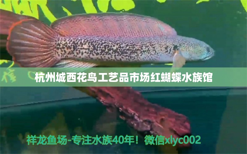 杭州城西花鸟工艺品市场红蝴蝶水族馆 蝴蝶鲤