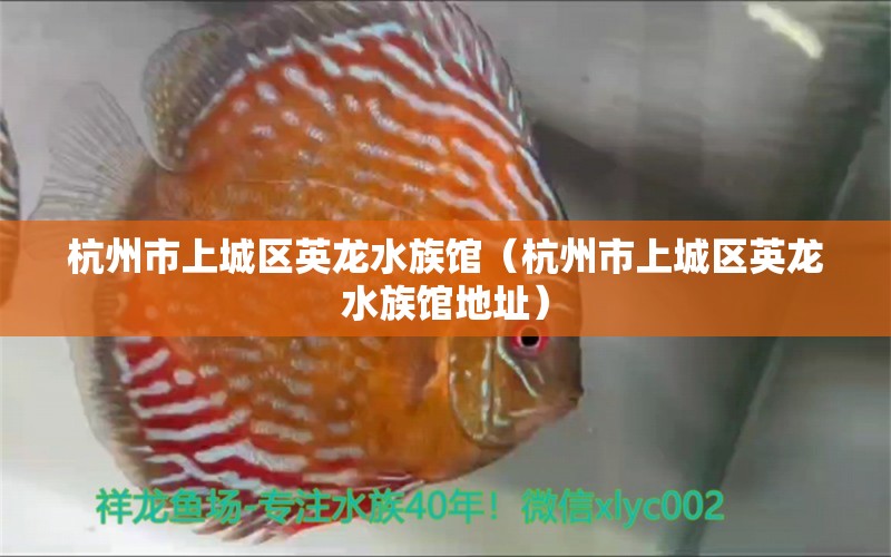 杭州市上城区英龙水族馆（杭州市上城区英龙水族馆地址）