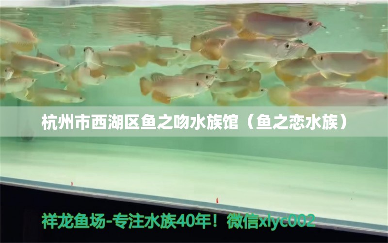 杭州市西湖区鱼之吻水族馆（鱼之恋水族）