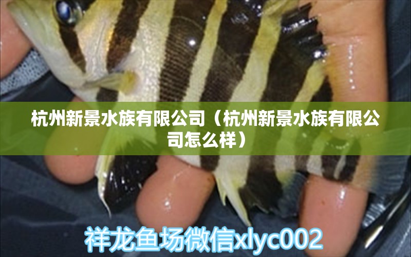 杭州新景水族有限公司（杭州新景水族有限公司怎么样） 全国水族馆企业名录