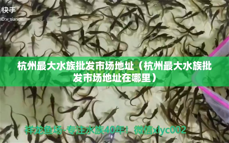 杭州最大水族批发市场地址（杭州最大水族批发市场地址在哪里）