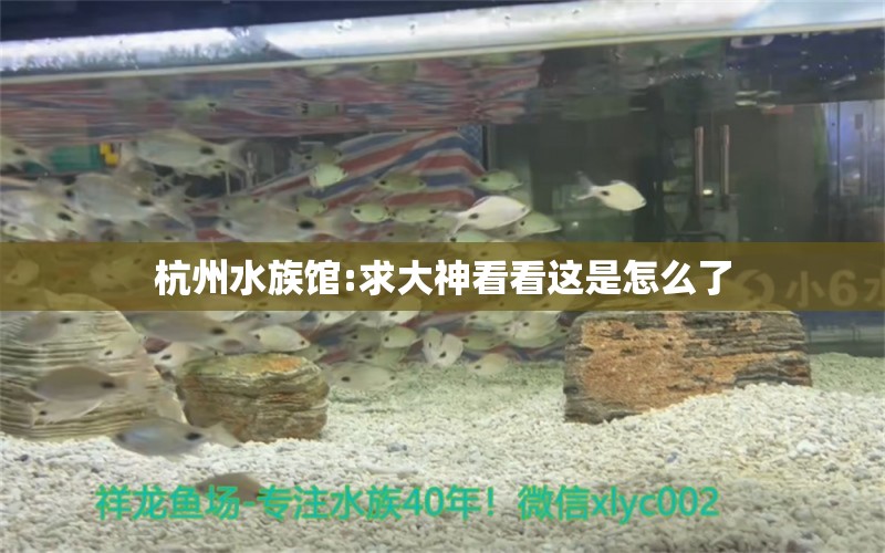 杭州水族馆:求大神看看这是怎么了 祥龙超血红龙鱼