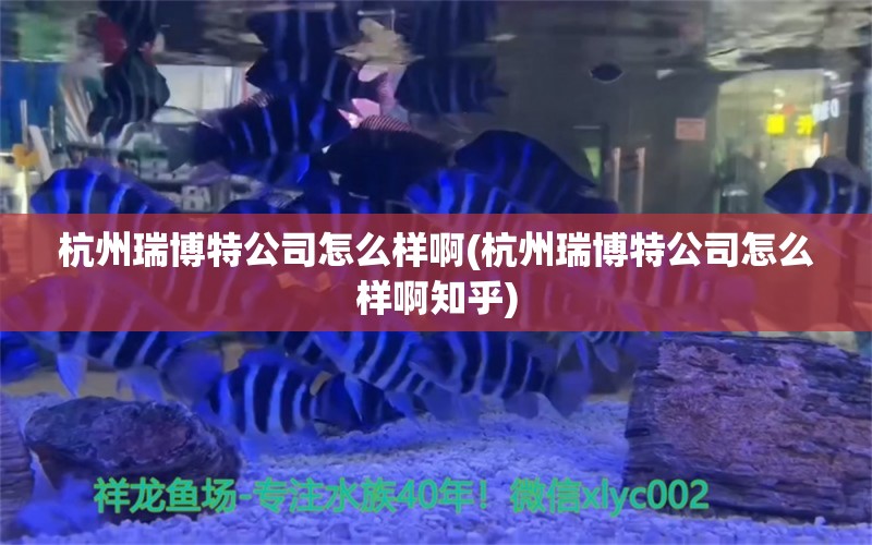 杭州瑞博特公司怎么样啊(杭州瑞博特公司怎么样啊知乎)