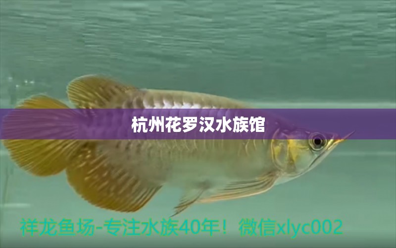 杭州花罗汉水族馆