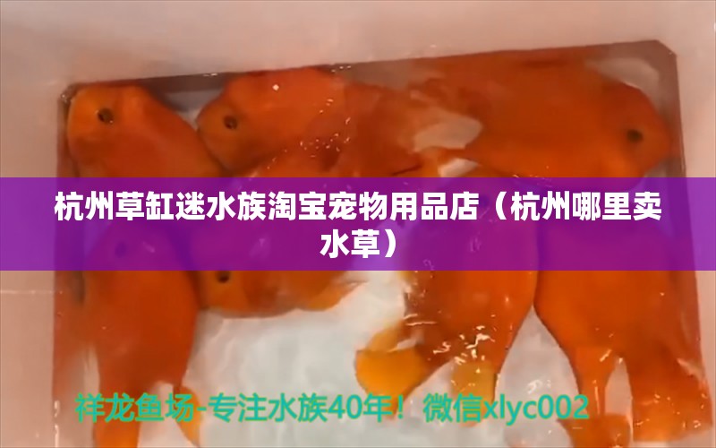 杭州草缸迷水族淘宝宠物用品店（杭州哪里卖水草）