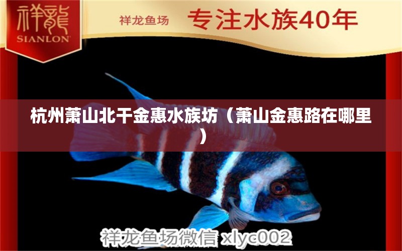 杭州萧山北干金惠水族坊（萧山金惠路在哪里）