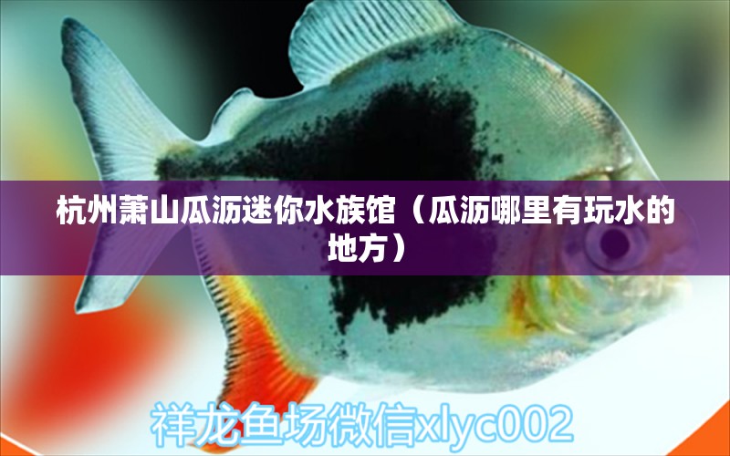 杭州萧山瓜沥迷你水族馆（瓜沥哪里有玩水的地方）