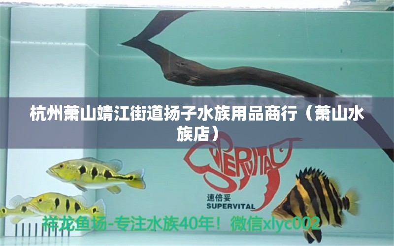 杭州萧山靖江街道扬子水族用品商行（萧山水族店）