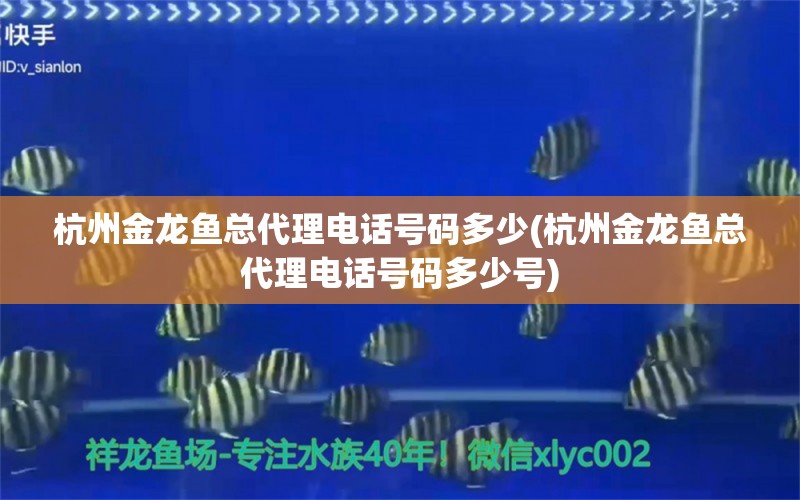 杭州金龙鱼总代理电话号码多少(杭州金龙鱼总代理电话号码多少号) 红化白子银龙