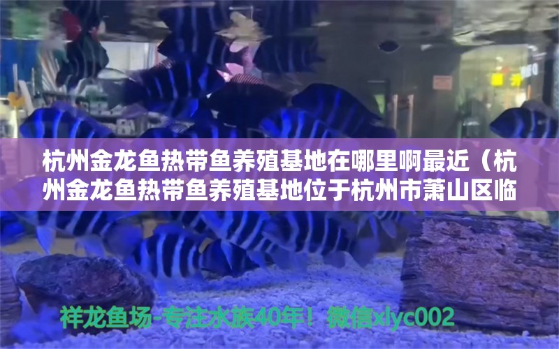 杭州金龙鱼热带鱼养殖基地在哪里啊最近（杭州金龙鱼热带鱼养殖基地位于杭州市萧山区临浦街道）