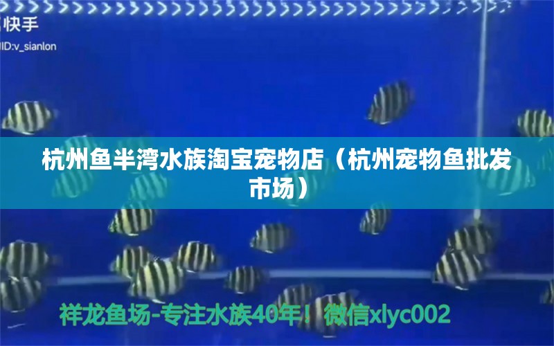 杭州鱼半湾水族淘宝宠物店（杭州宠物鱼批发市场）