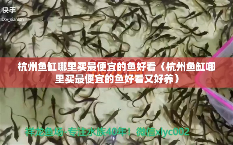 杭州鱼缸哪里买最便宜的鱼好看（杭州鱼缸哪里买最便宜的鱼好看又好养）